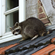 Illustration for article titled In Defense of Raccoons